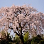 M光岩寺－0516