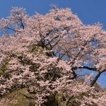 M是哉寺地蔵桜_0416