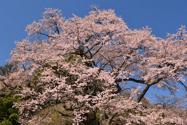 M是哉寺地蔵桜_0416