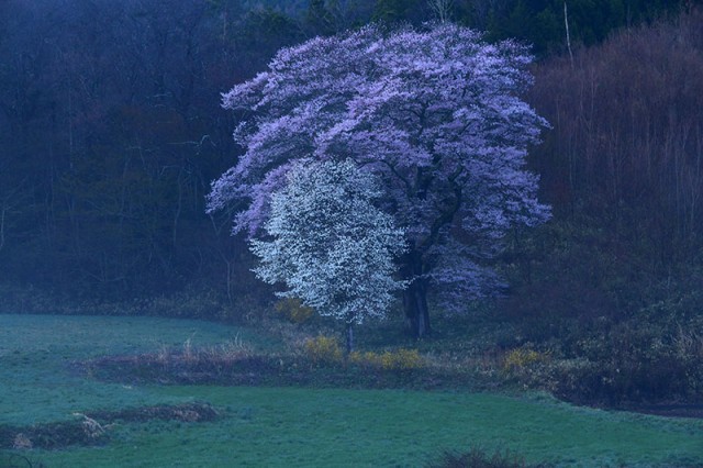 M谷地の桜_0317