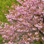 M八重桜_1614