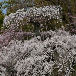 二本松鏡石寺_3793