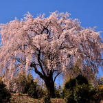 光岩寺枝垂れ_5411