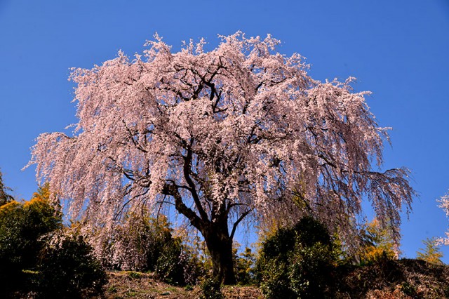 光岩寺枝垂れ_5411