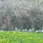 雪の花見山_3593