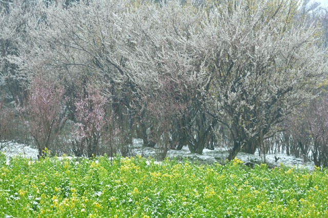 雪の花見山_3593