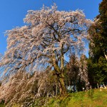 内出の桜_4275