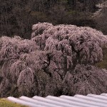 戸ノ内桜_5521