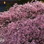 本宮市日輪寺の桜_3805