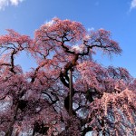 二本松油井小