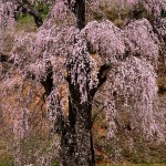 福田寺の糸桜_5625