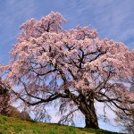 五斗蒔田の桜_5355