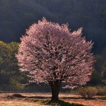 桧原一本桜_7753