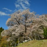 越代の桜_6424