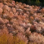 桜峠さくら_6585