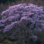 谷地の桜_6180