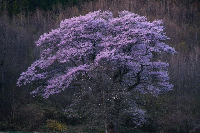 谷地の桜_6180