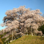 越代の桜_6497