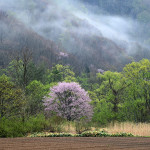 ｍ桧原奥の桜A_6981