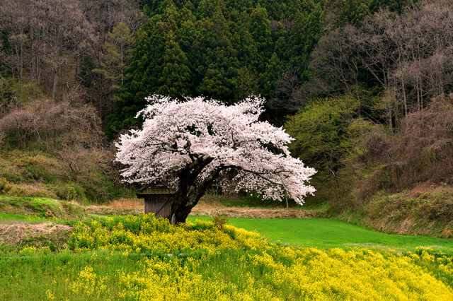 小沢の桜_1661