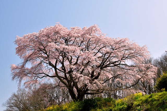 表の桜_1337