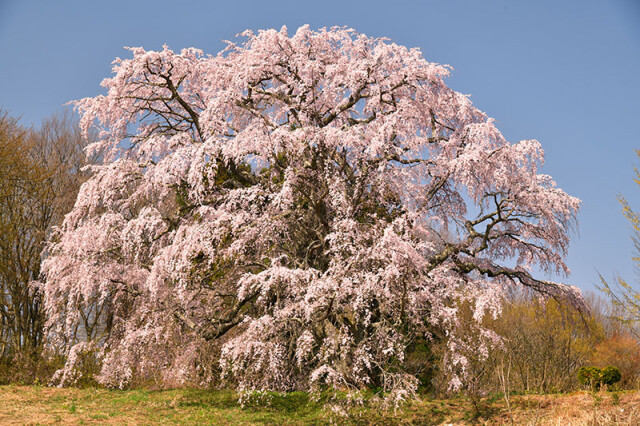 五斗蒔田の桜_1342