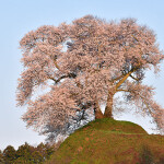 平堂壇の桜_1482