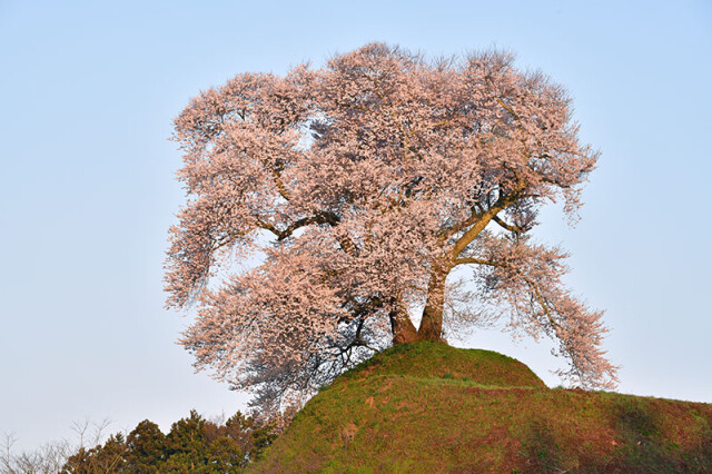 平堂壇の桜_1482