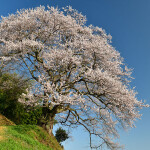 光岩寺の桜_1058