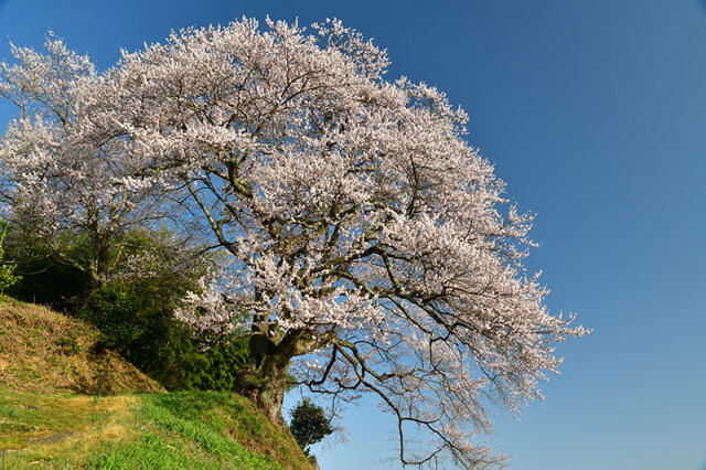 光岩寺の桜_1058