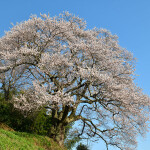 光岩寺の桜_1067