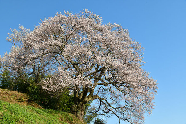 光岩寺の桜_1067