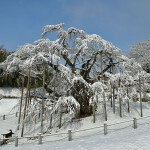雪滝桜_7754