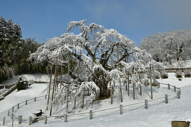 雪滝桜_7754