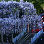 m諏訪神社_7982