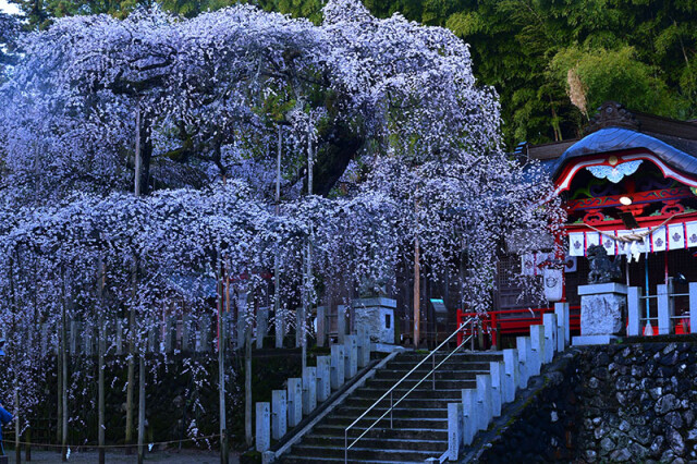 m諏訪神社_7982