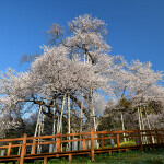 戸津辺の桜_8195