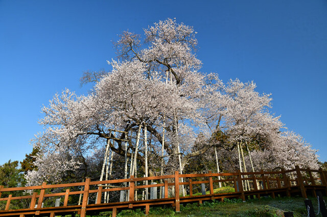 戸津辺の桜_8195