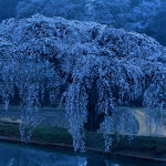 m花園の桜_8403