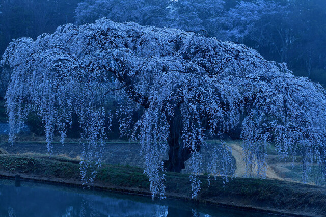 m花園の桜_8403