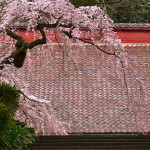 m大燐寺_8814