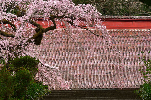 m大燐寺_8814