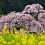 mDSC_9273