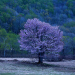 m桧原一本桜_2231