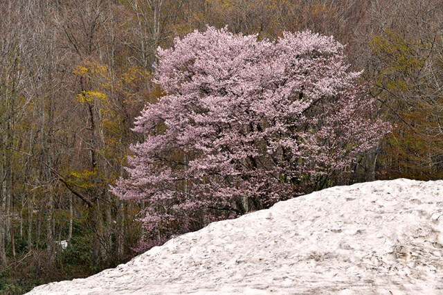 mデコスキー桜_1979