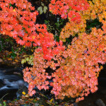 ｍ裏磐梯の紅葉①_5335