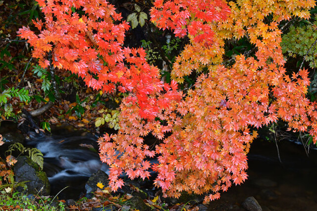ｍ裏磐梯の紅葉①_5335