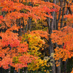 m裏磐梯の紅葉②_5351