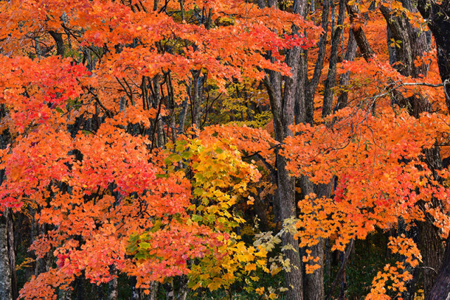 m裏磐梯の紅葉②_5351