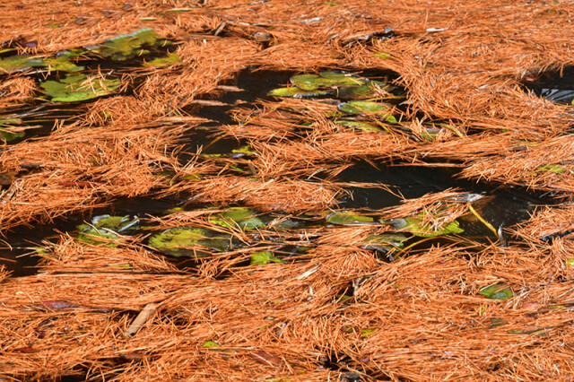 落葉の水面_7001